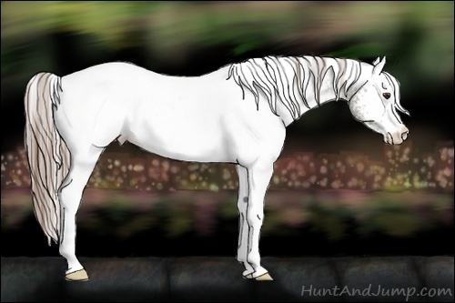 Horse Color:White Spotted Chocolate Palomino Dun Rabicano