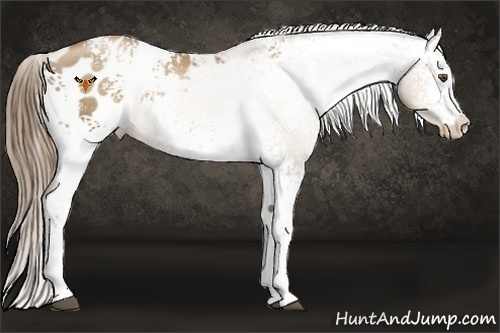 Horse Color:White Spotted Liver Chestnut Pearl Blanket