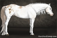 Horse Color:White Spotted Liver Chestnut Pearl Blanket