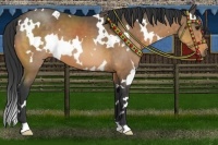 Horse Color:White Spotted Buckskin