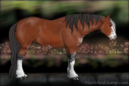 Horse Color:Bay Sabino 