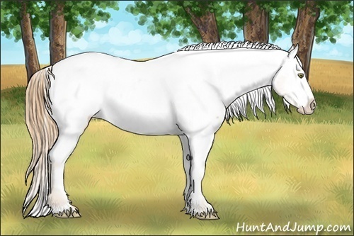 Horse Color:Gold Champagne Appaloosa