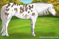 Horse Color:White Spotted Chocolate Palomino Blanket