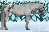 Horse Color:Brown Appaloosa Rabicano 