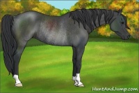 Horse Color:Black Rabicano 