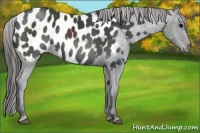 Horse Color:Black Appaloosa 