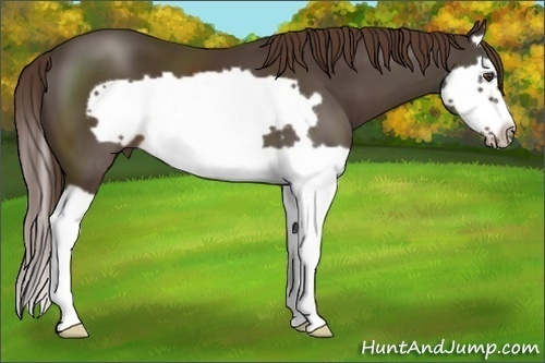 Horse Color:Liver Chestnut Splash Frame 