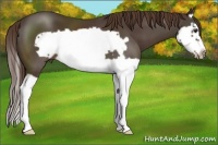 Horse Color:Liver Chestnut Splash Frame 