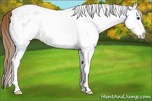 Horse Color:White Spotted Liver Chestnut 