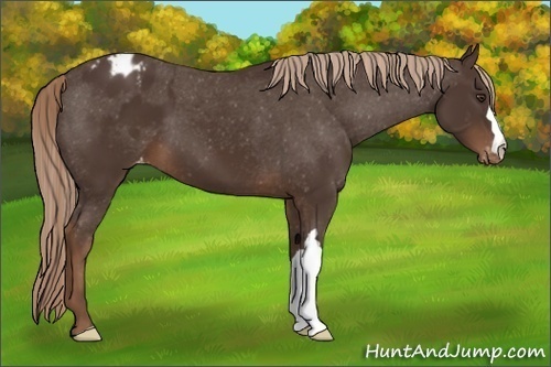 Horse Color:Liver Chestnut Appaloosa