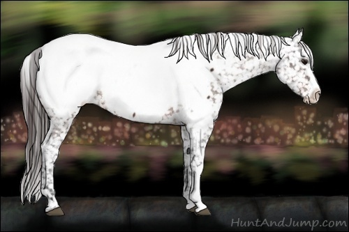 Horse Color:Bay Appaloosa