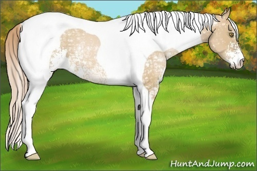 Horse Color:Red Dun Ice Pearl Sabino Tobiano