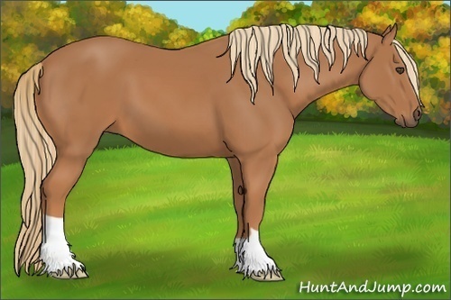 Horse Color:Unknown 