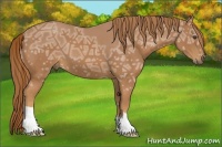 Horse Color:Chestnut Ice 