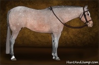 Horse Color:Bay Sabino Appaloosa Rabicano 