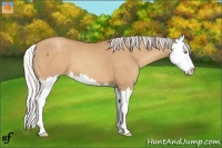 Horse Color:Silver Sable Champagne Splash 