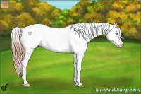 Horse Color:Gold Champagne Appaloosa 