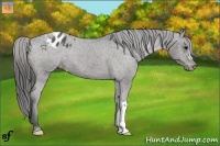 Horse Color:Black Appaloosa