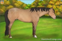 Horse Color:Sable Champagne 