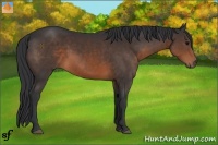 Horse Color:Brown 