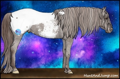 Horse Color:Liver Chestnut Appaloosa 