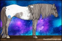 Horse Color:Liver Chestnut Appaloosa 