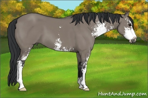 Horse Color:Grullo Sabino 