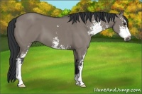 Horse Color:Grullo Sabino