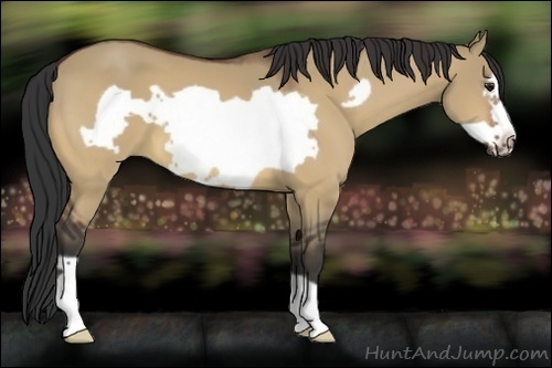 Horse Color:Bay Dun Frame