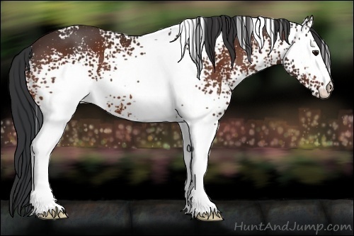 Horse Color:White Spotted Bay