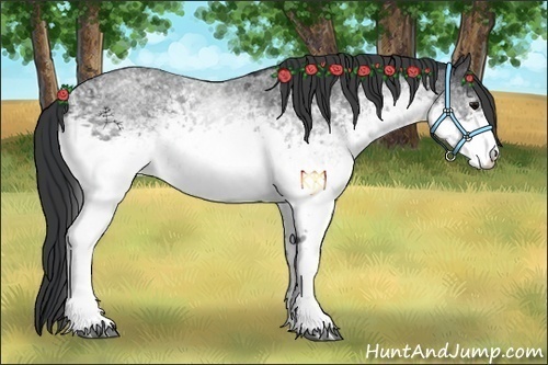 Horse Color:White Spotted Blue Roan Rabicano 