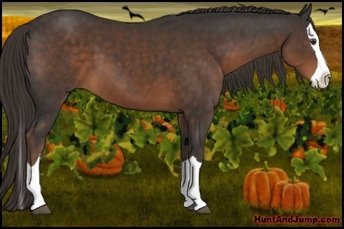 Horse Color:Liver Chestnut Splash 