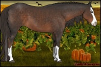 Horse Color:Liver Chestnut Splash