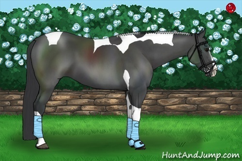 Horse Color:White Spotted Black Splash Tobiano Rabicano 