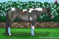 Horse Color:White Spotted Black Splash Tobiano Rabicano