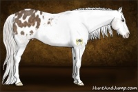 Horse Color:Silver Buckskin Appaloosa