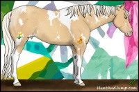 Horse Color:White Spotted Gold Cream Champagne Tobiano Rabicano 