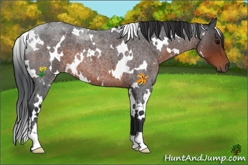 Horse Color:White Spotted Brown Roan