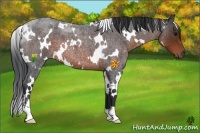 Horse Color:White Spotted Brown Roan