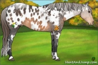 Horse Color:White Spotted Buckskin Roan Appaloosa