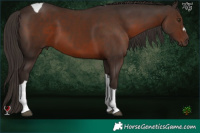Horse Color:Liver Chestnut Tobiano