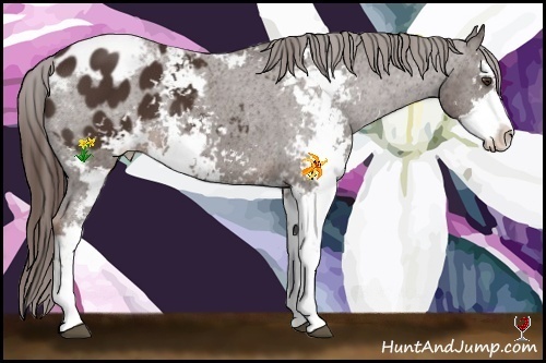 Horse Color:Liver Chestnut Sabino Appaloosa 
