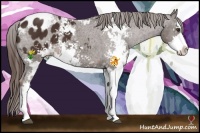 Horse Color:Liver Chestnut Sabino Appaloosa 