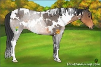 Horse Color:White Spotted Buckskin Roan 