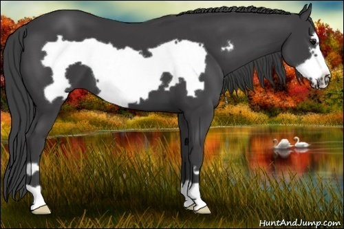 Horse Color:Smoky Black Frame 