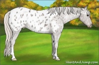 Horse Color:Silver Black Ice Appaloosa 