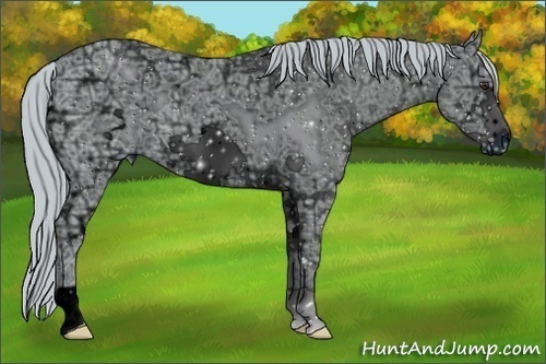 Horse Color:ERROR: UNKNOWN ANOMALY