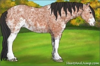 Horse Color:Bay Ice Sabino