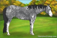 Horse Color:Black Ice Sabino