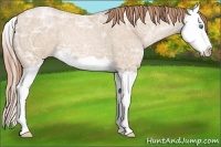 Horse Color:Smoky Black Ice Pearl Splash 